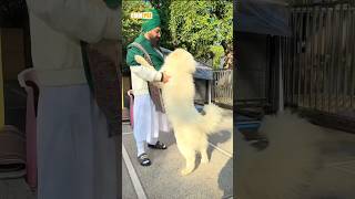 Dhadrianwale Latest Video Reel 07 02 2025 216