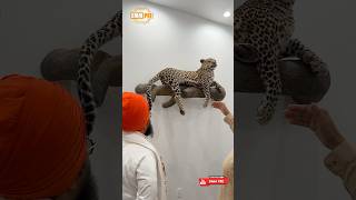 Dhadrianwale Latest Video Reel 04 06 2024 486